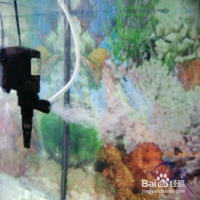 魚缸里的水總是不清透怎么回事（如何改善魚缸水質）