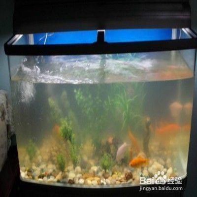 魚缸里的水總是不清透怎么回事（如何改善魚缸水質）