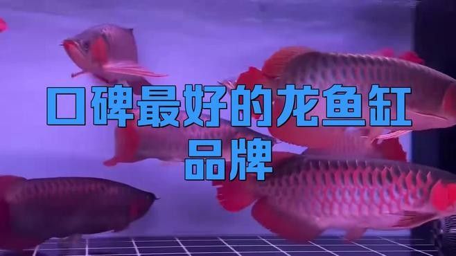 龍魚缸哪個品牌口碑最好