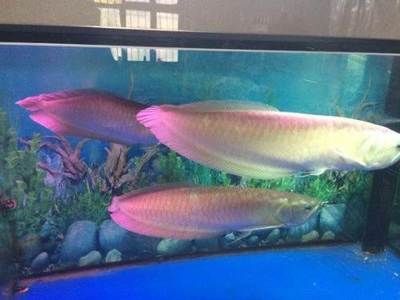 70公分龍魚多少錢一條（70公分紅龍魚多少錢一條(龍魚多少錢一條）