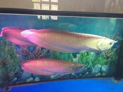 70公分龍魚多少錢一條（70公分紅龍魚多少錢一條(龍魚多少錢一條）