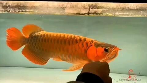 70公分龍魚多少錢一條（70公分紅龍魚多少錢一條(龍魚多少錢一條）