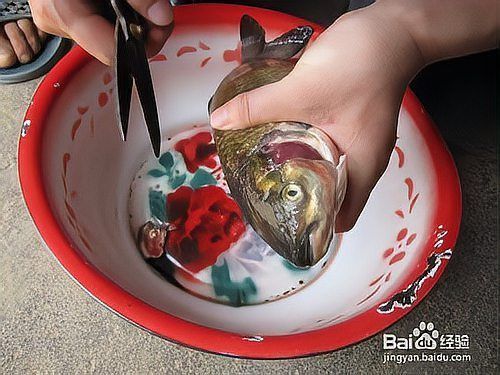 如何預(yù)防龍魚鰓蓋爛洞？
