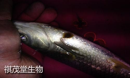 如何預(yù)防龍魚鰓蓋爛洞？