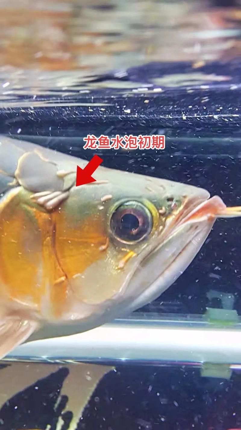 龍魚感冒癥狀圖解
