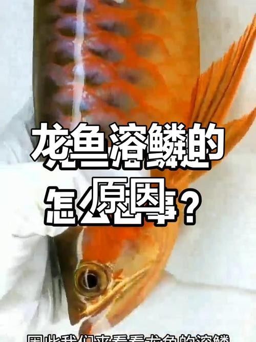 龍魚感冒癥狀圖解