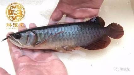 為什么都養龍魚呢：為什么很多人喜歡養龍魚？