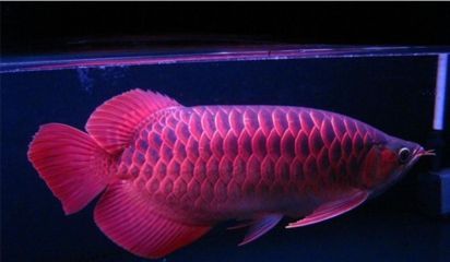 紅龍魚張嘴快是不是水質有問題:紅龍魚張嘴快并不一定意味著水質有問題 龍魚百科 第3張 紅龍魚張嘴快是不是水質有問題:紅龍魚張嘴快并不一定意味著水質有問題 紅龍魚張嘴快是不是水質有問題:紅龍魚張嘴快并不一定意味著水質有問題 龍魚百科 第3張