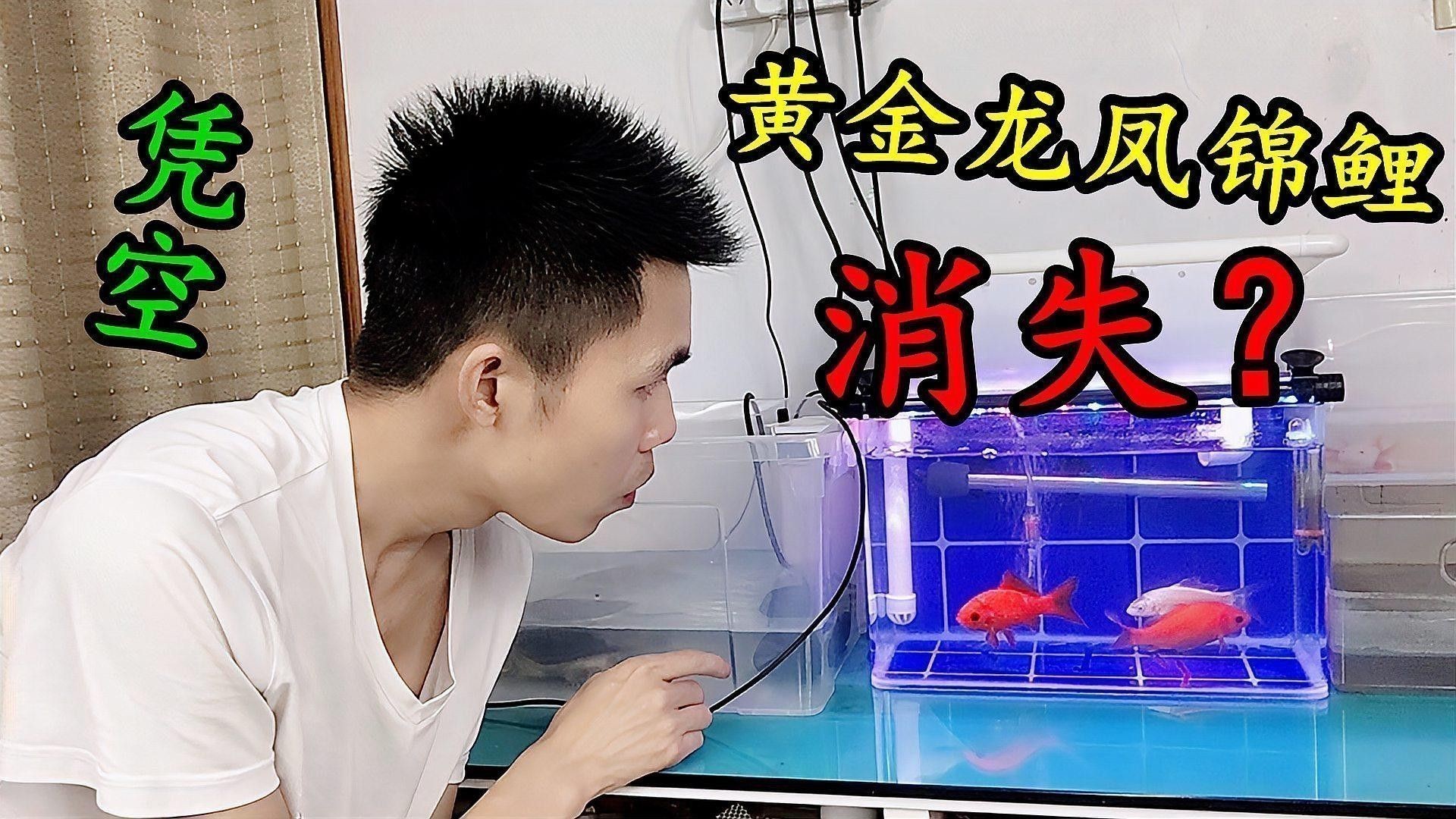 如何選擇健康的龍鳳魚？