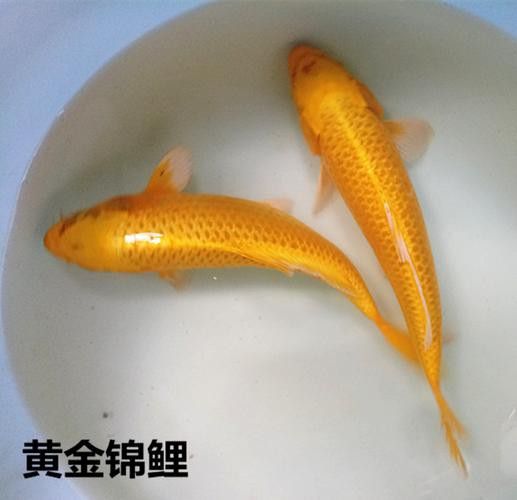 如何選擇健康的龍鳳魚？