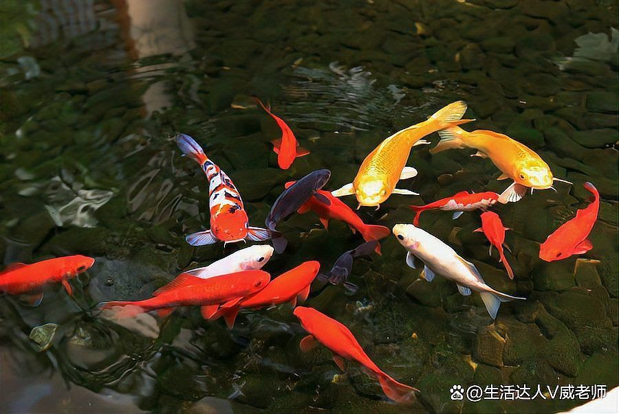 如何選擇健康的龍鳳魚？