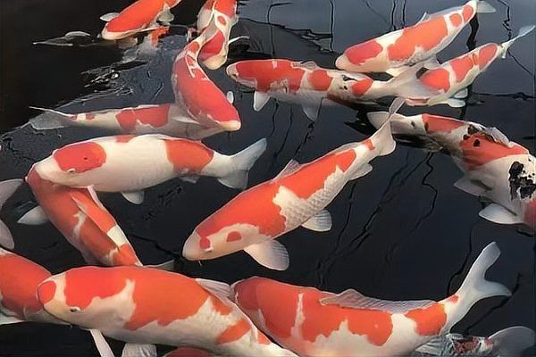 如何選擇健康的龍鳳魚？