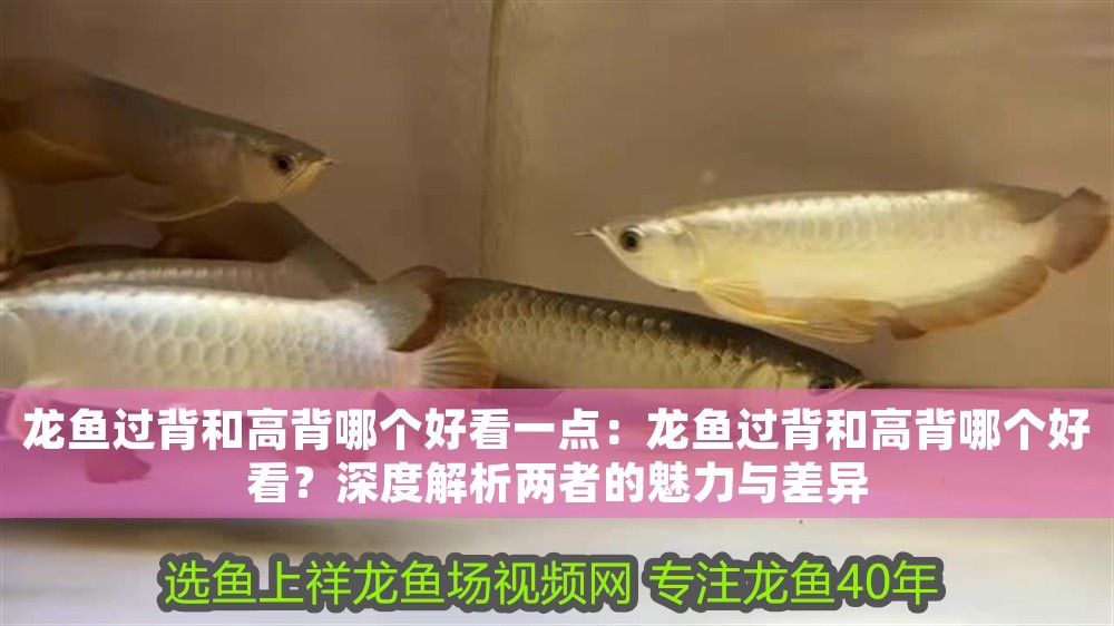 龍魚過背和高背哪個好看一點：龍魚過背和高背哪個好看？深度解析兩者的魅力與差異