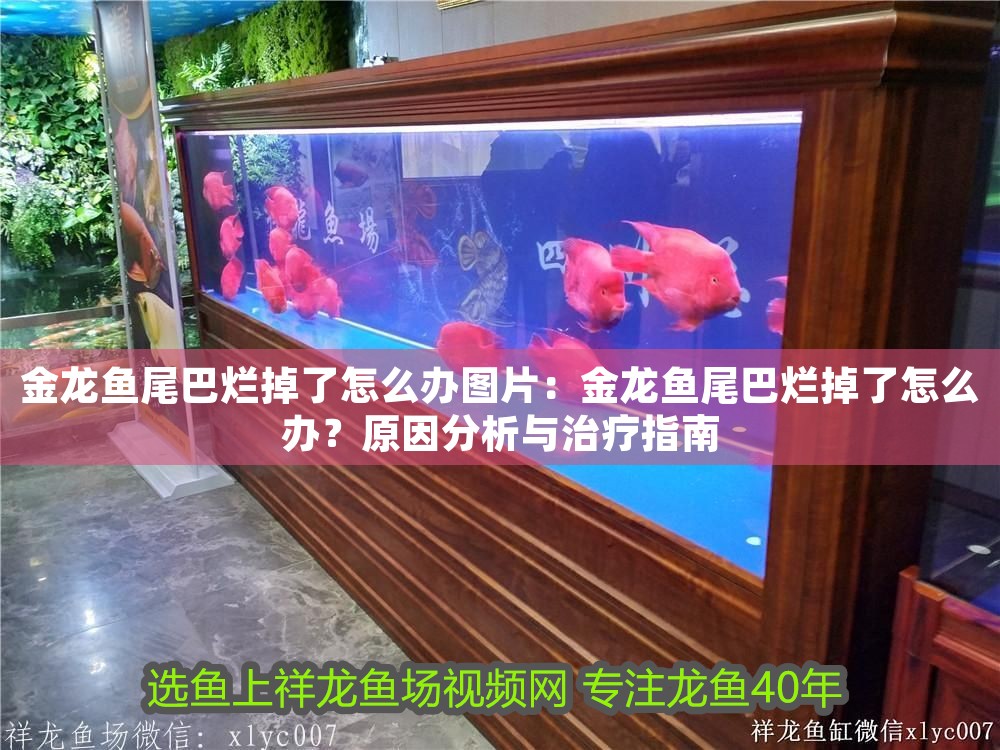 金龍魚尾巴爛掉了怎么辦圖片：金龍魚尾巴爛掉了怎么辦？原因分析與治療指南