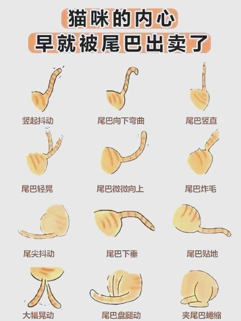 龍貓害怕時尾巴如何？