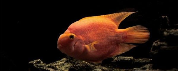 龍魚和藍鯊是否可以一起養（龍魚和藍鯊可以一起養嗎？） 龍魚和藍鯊是否可以一起養（龍魚和藍鯊可以一起養嗎？） 龍魚百科 第2張