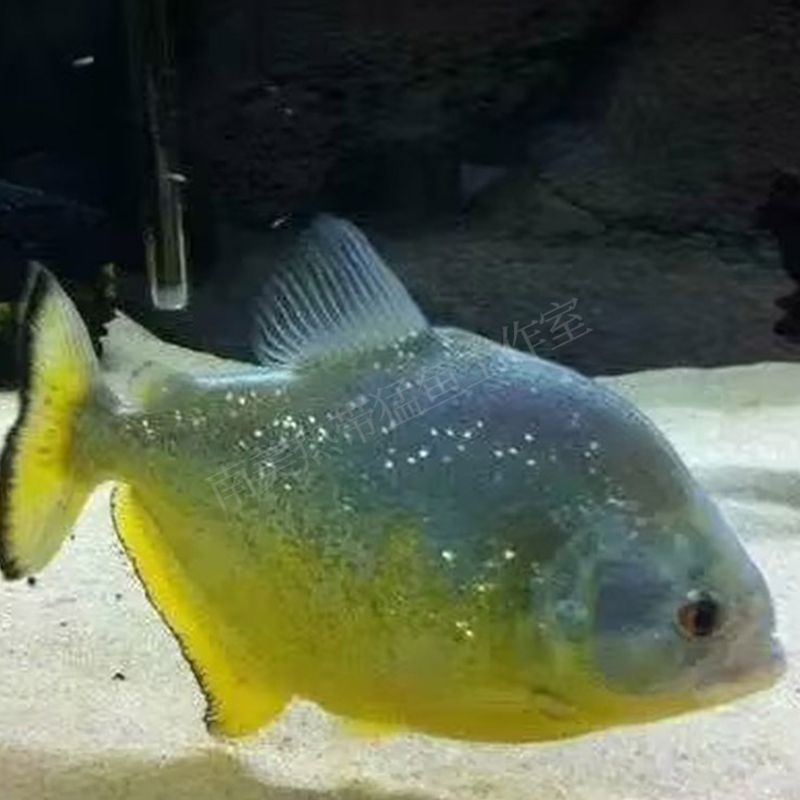 龍魚和藍鯊是否可以一起養（龍魚和藍鯊可以一起養嗎？） 龍魚和藍鯊是否可以一起養（龍魚和藍鯊可以一起養嗎？） 龍魚百科 第1張