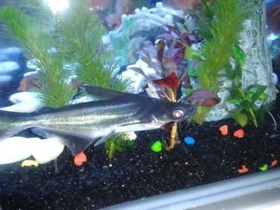 龍魚和藍鯊是否可以一起養（龍魚和藍鯊可以一起養嗎？） 龍魚和藍鯊是否可以一起養（龍魚和藍鯊可以一起養嗎？） 龍魚百科 第4張