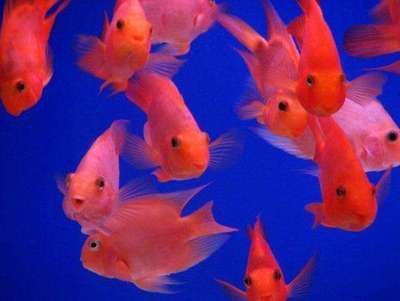 龍魚和藍鯊是否可以一起養（龍魚和藍鯊可以一起養嗎？） 龍魚和藍鯊是否可以一起養（龍魚和藍鯊可以一起養嗎？） 龍魚百科 第5張