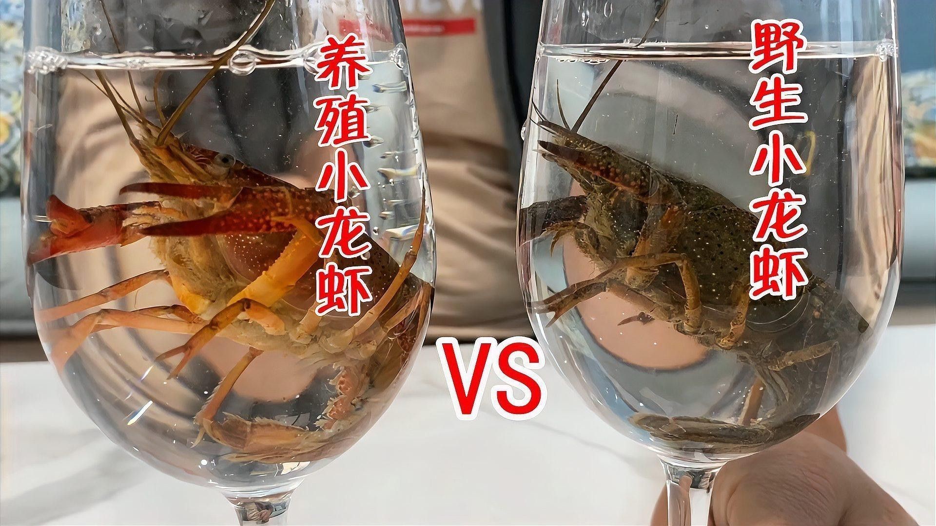 如何區(qū)分養(yǎng)殖和野生龍蝦？