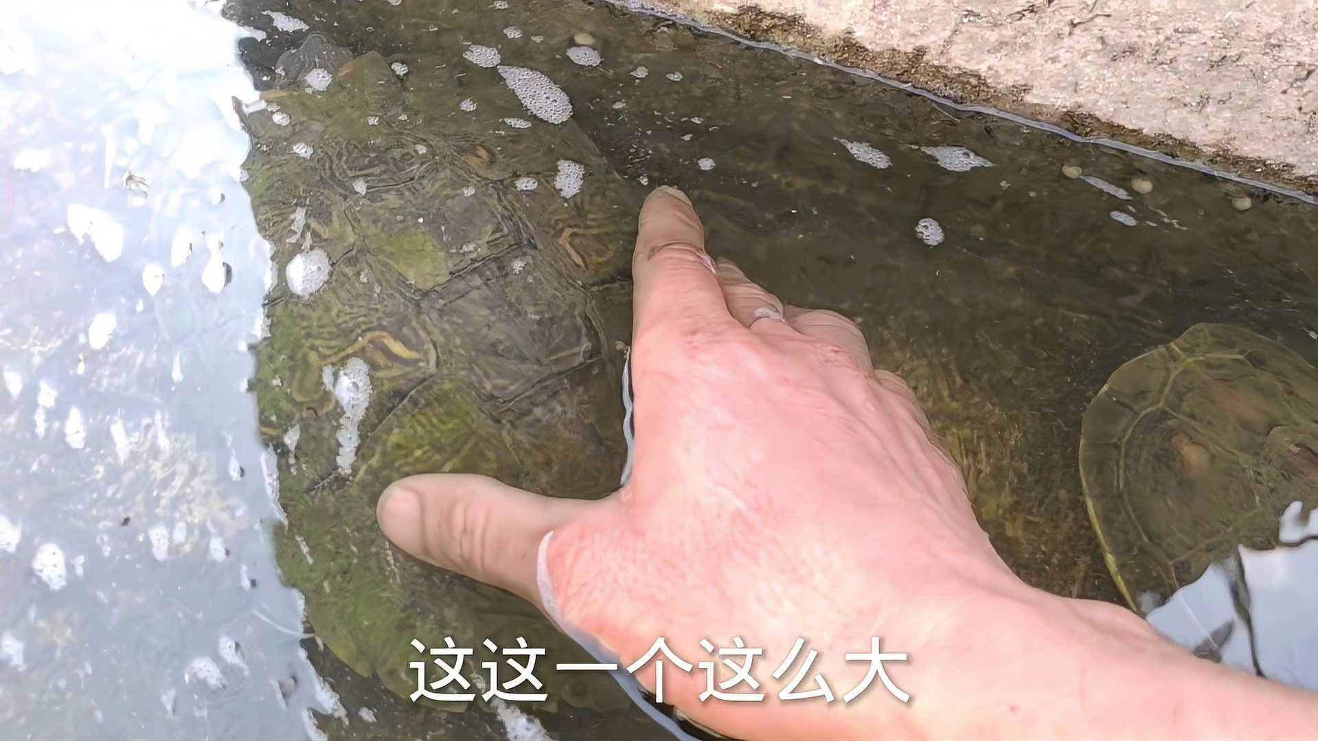 混養(yǎng)過(guò)程中如何減少?zèng)_突？