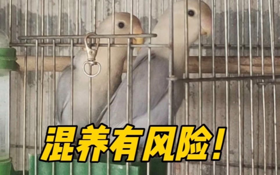 混養(yǎng)過(guò)程中如何減少?zèng)_突？