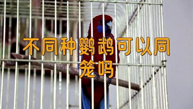 混養(yǎng)過(guò)程中如何減少?zèng)_突？