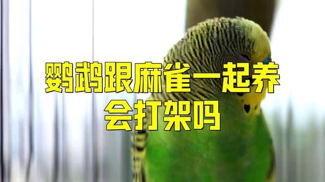 混養(yǎng)過(guò)程中如何減少?zèng)_突？