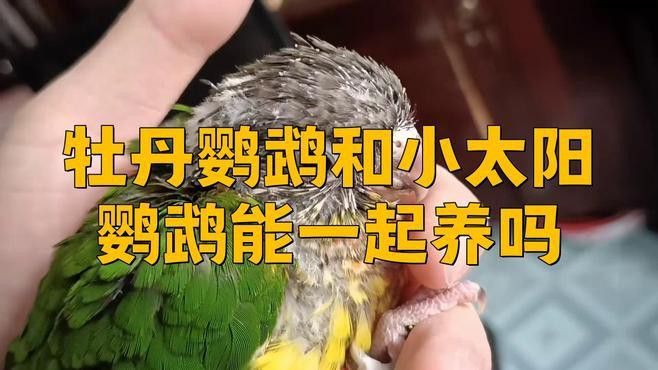 混養(yǎng)過(guò)程中如何減少?zèng)_突？