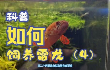 雷龍魚養2只會打架嗎