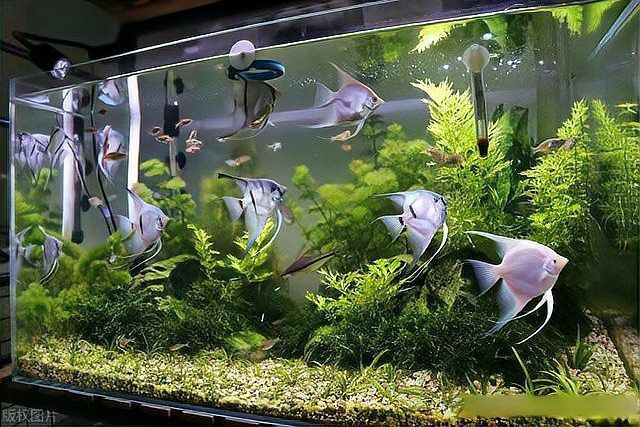魚擺件多久需要清洗一次？