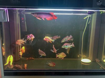 龍魚(yú)擦缸怎么辦啊：龍魚(yú)擦缸怎么辦