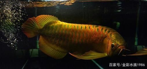 龍魚發色藥水有哪些成分（如何通過飲食改善龍魚色澤）
