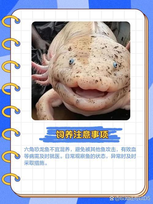 恐龍魚的圖片大全大圖高清
