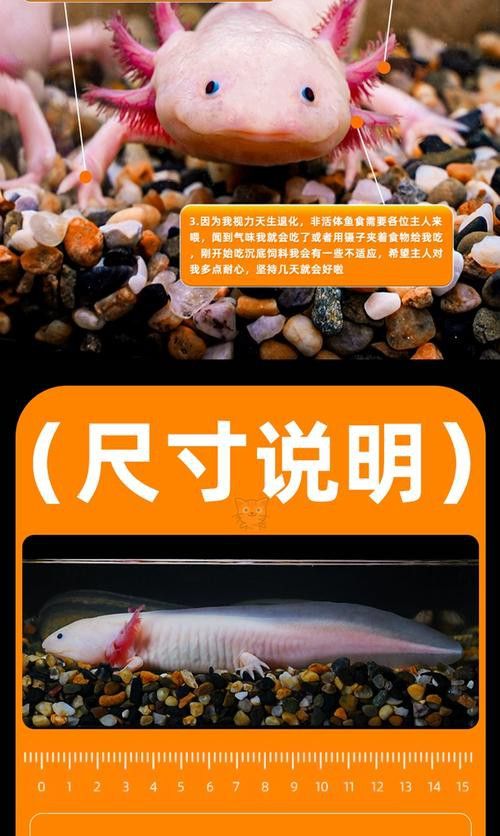 恐龍魚的圖片大全大圖高清
