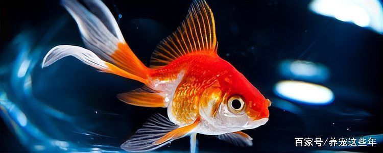 紅龍魚死亡后需要更換魚缸水嗎？