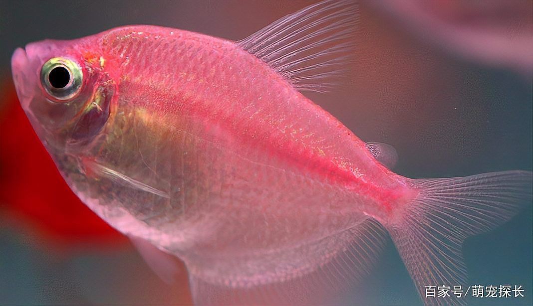 紅龍魚死亡后需要更換魚缸水嗎？