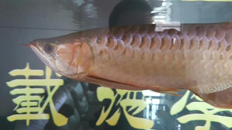高背金龍魚發(fā)色過程圖片視頻 龍魚百科 第19張 高背金龍魚發(fā)色過程圖片視頻 高背金龍魚發(fā)色過程圖片視頻 龍魚百科 第19張