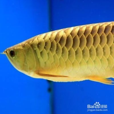金龍魚半個月不吃食怎么辦：金龍魚不吃食怎么辦