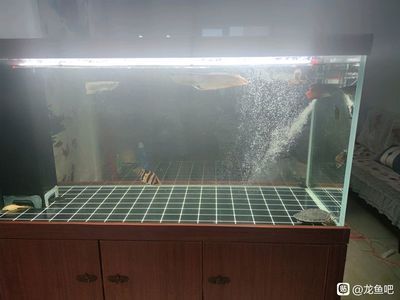 龍魚游累了也會休息（龍魚休息行為與多種因素有關）