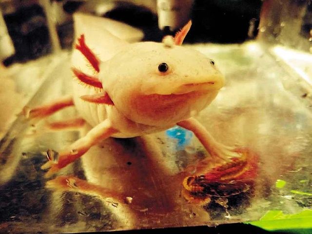 六角恐龍魚多少錢一條. 最低價格，六角恐龍魚價格趨勢，六角恐龍魚養殖技巧 六角恐龍魚多少錢一條. 最低價格，六角恐龍魚價格趨勢，六角恐龍魚養殖技巧 龍魚百科 第2張