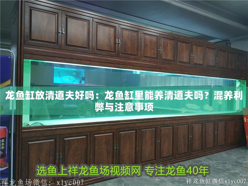 龍魚(yú)缸放清道夫好嗎：龍魚(yú)缸里能養(yǎng)清道夫嗎？混養(yǎng)利弊與注意事項(xiàng) 龍魚(yú)缸放清道夫好嗎：龍魚(yú)缸里能養(yǎng)清道夫嗎？混養(yǎng)利弊與注意事項(xiàng) 龍魚(yú)百科 第1張