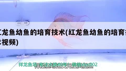 紅龍魚混養(yǎng)最佳搭配圖片欣賞一下：紅龍魚配魚 紅龍魚混養(yǎng)最佳搭配圖片欣賞一下：紅龍魚配魚 龍魚百科 第1張