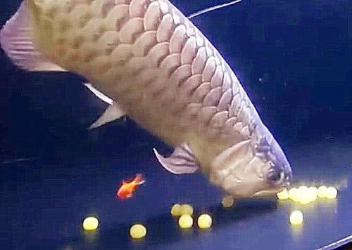金龍魚用什么釣餌最好（金龍魚的餌料選擇）