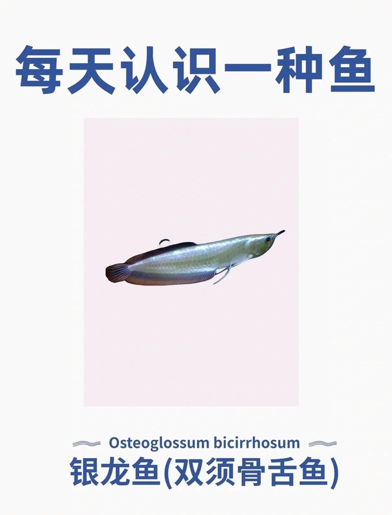銀龍魚怎么上色