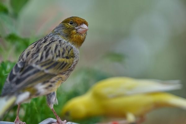 銀龍魚苗飼料搭配建議：銀龍魚苗的飼料搭配應包括高蛋白飼料、動物性飼料、合成飼料搭配