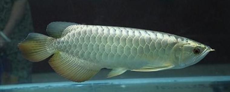 銀龍魚公母怎么分圖片對比 銀龍魚公母怎么分圖片對比 龍魚百科 第21張