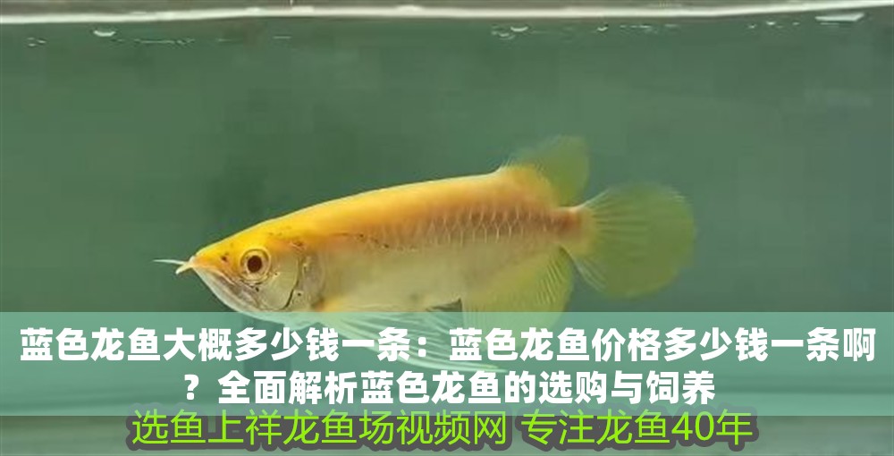 藍色龍魚大概多少錢一條：藍色龍魚價格多少錢一條??？全面解析藍色龍魚的選購與飼養