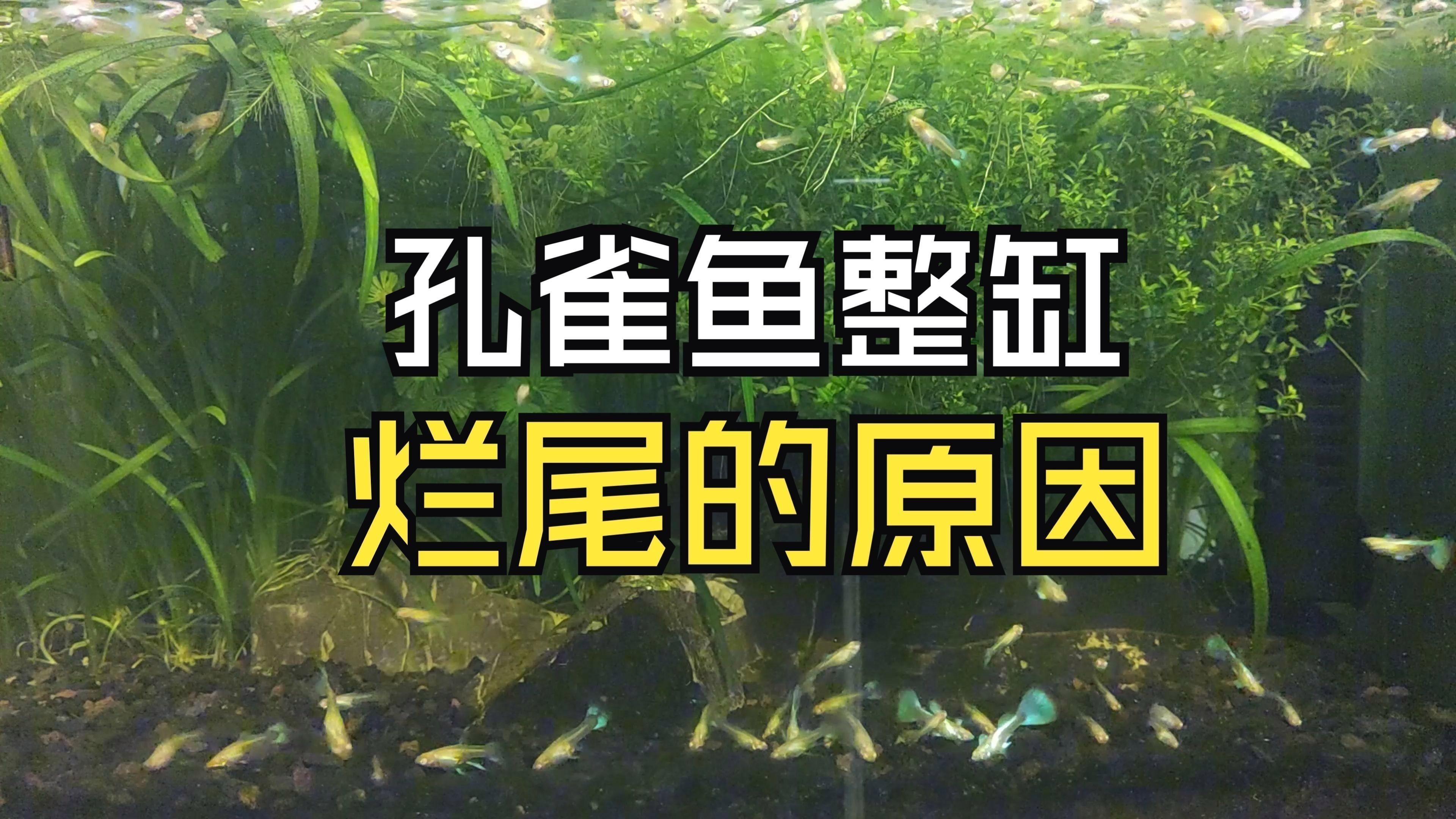 如何判斷魚是否得了爛尾病？
