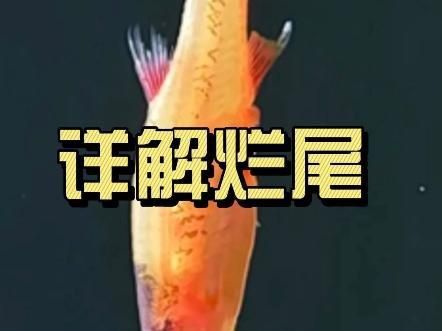 如何判斷魚是否得了爛尾??？